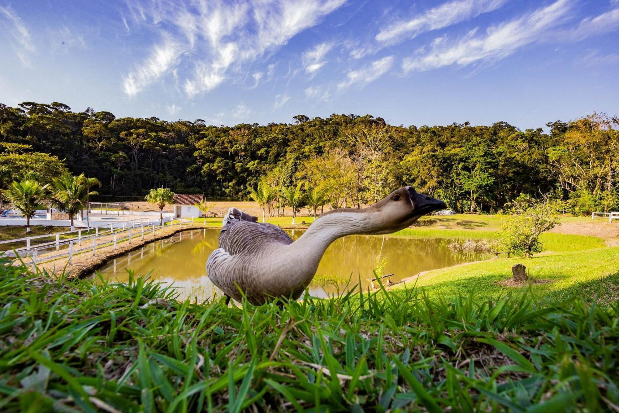 Recanto Das Aguas - Chales No Meio Da Mata Atlantica เอลโดราโด ภายนอก รูปภาพ